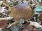 Ízletes vargánya (Boletus edulis), Somogy. Zsíros tapintású, nedvesen tapadós kalap